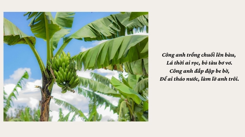 Công anh trồng chuối lên bàu, Lá thời ai rọc, bỏ tàu bơ vơ.