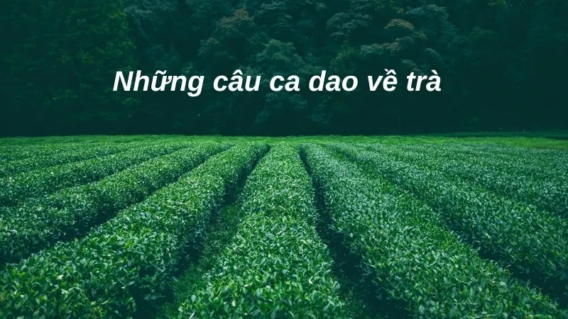 Những câu ca dao về trà
