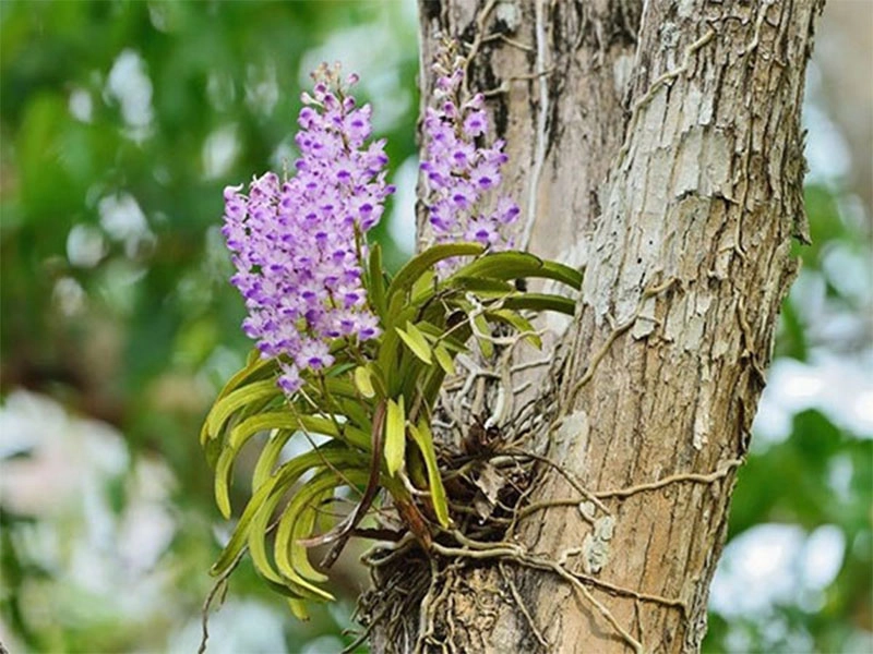 Sương phủ nhẹ cánh cành phong lan bể rung rinh