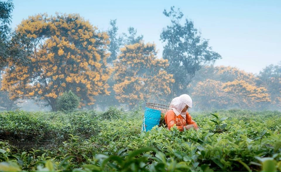 Hoa vàng Pleiku rơi giữa vần thơ xứ gió