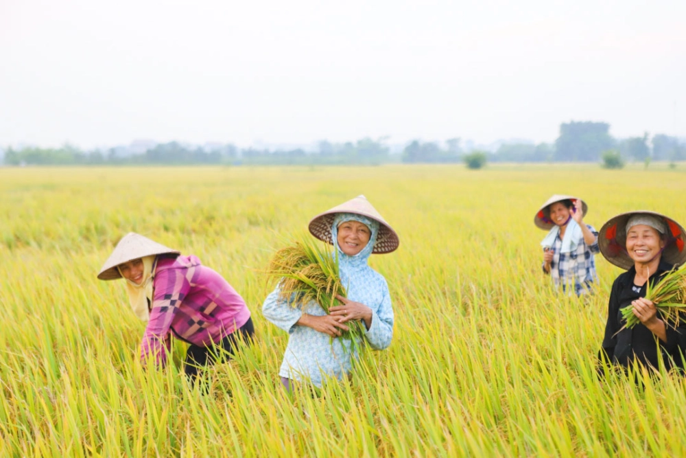Thơ vàng ươm ngày mùa