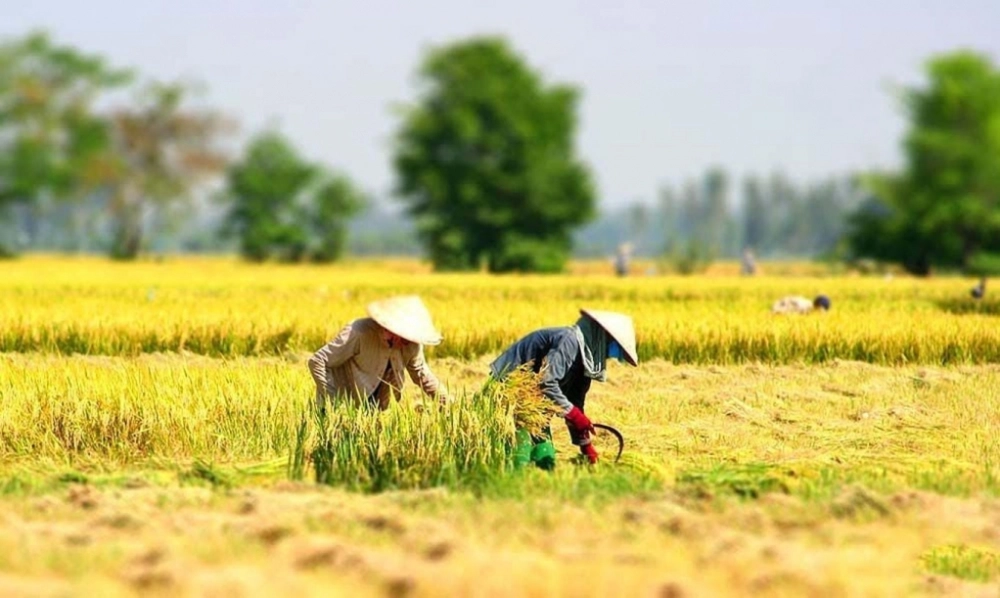 Thơ mộc mạc quê tôi mùa gặt