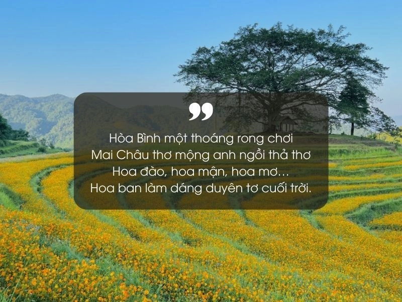 Gợi hình Thơ về Hòa Bình Một thoáng Hòa Bình