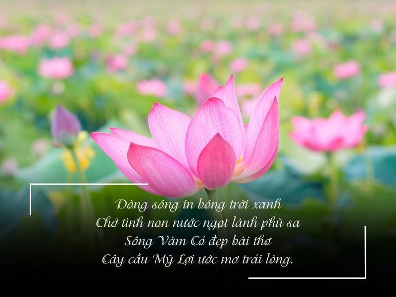 Thơm thảo nghĩa tình gọi Long An