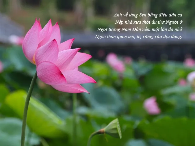 Nắng chiều rực rỡ khi Về xứ Nghệ cùng em