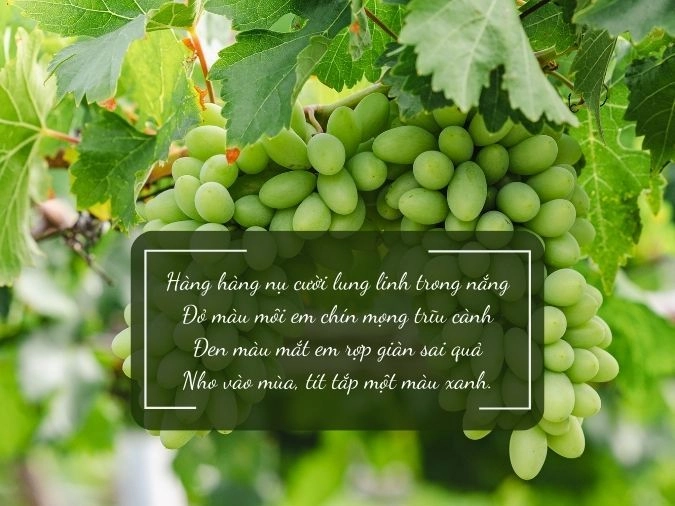 Nhớ Phan Rang khi chiều nghiêng nắng qua cánh đồng nho