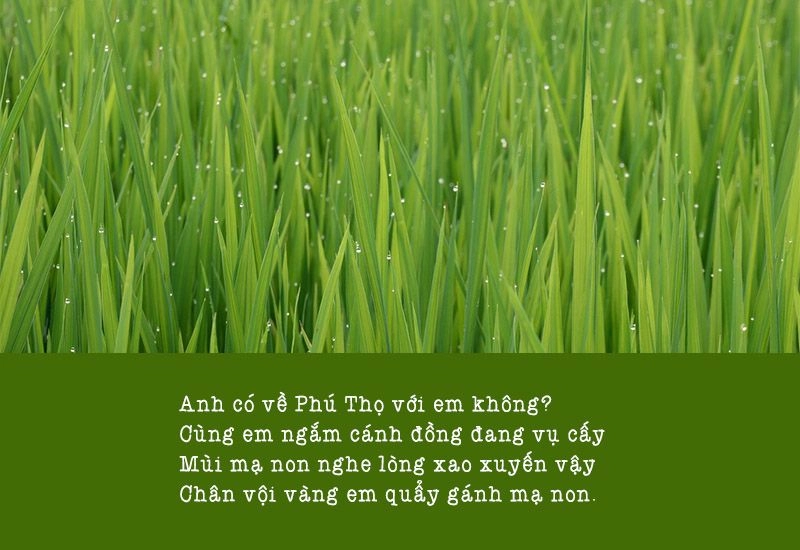Lối nhỏ đón chờ mời anh về Phú Thọ quê em