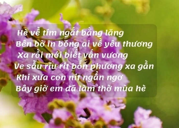 Bằng lăng phố rợp sắc tím trong thơ về hoa bằng lăng