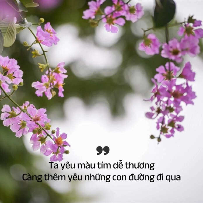 Sầu tím bằng lăng man mác buồn trong từng vần thơ hoài niệm