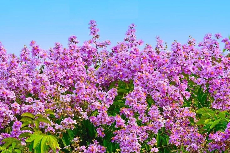 Mùa hoa tím trở về trong thơ về hoa bằng lăng đầy cảm xúc