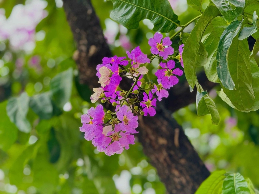 Hè về! mang theo tím bằng lăng trong thơ về những mùa xa