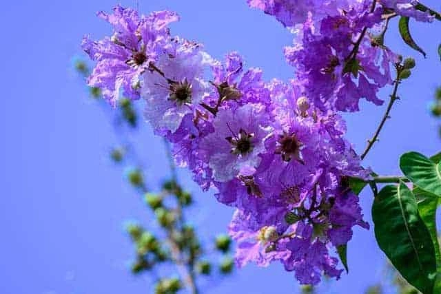 Thời sinh viên tím bằng lăng thắp sáng những bài thơ cũ