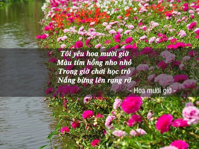 Chạm tay con đường hoa mười giờ nở rực rỡ