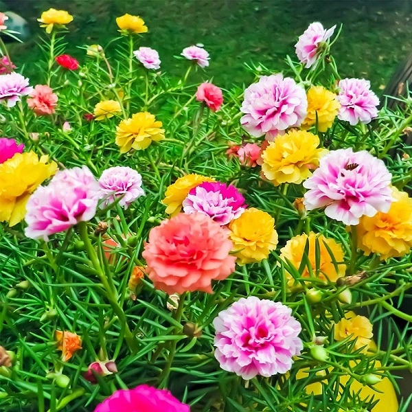 Nghe kể sự tích hoa mười giờ đầy thương mến