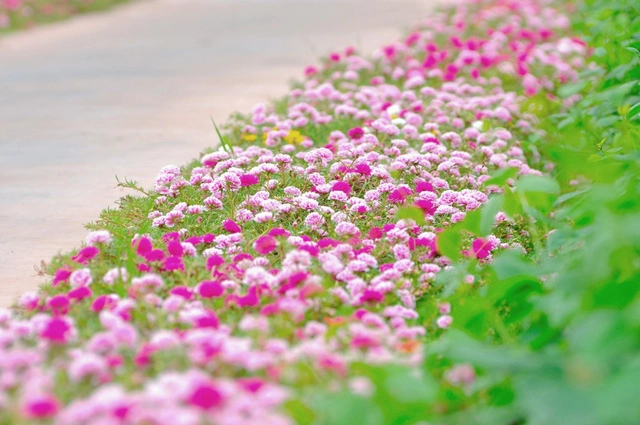 Ánh mắt tìm hoài bóng hoa mười giờ 9