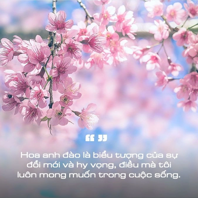 Gió xuân về tô thắm hoa anh đào nở rực trời