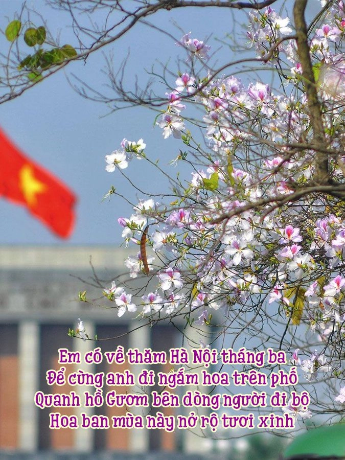Say đắm sắc hoa ban trắng giữa lòng phố núi