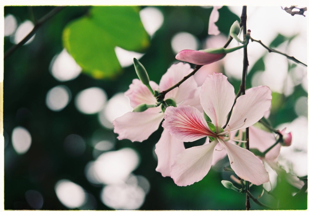 Dấu yêu nhạt nhòa trong cõi mơ tan ngày cũ