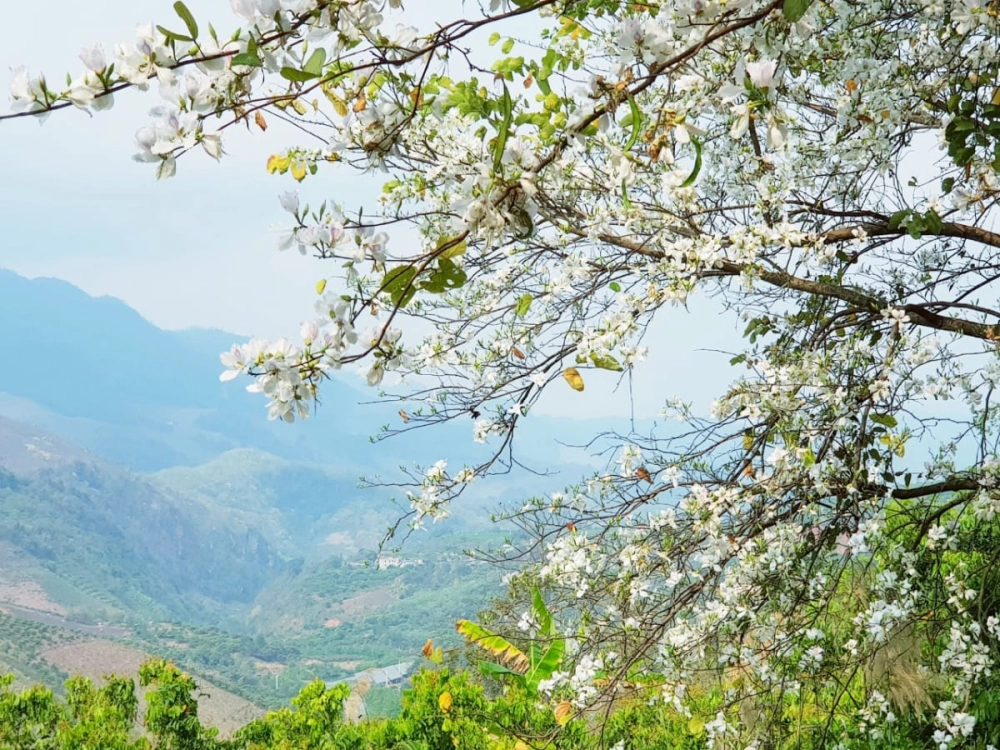 Tháng ba gọi về mùa xuân hoa trắng khẽ nở