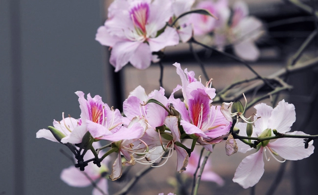 Nhẹ buông nỗi nhớ theo chiều tím hoa ban vương