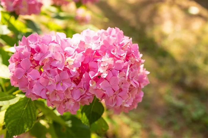 Sương giăng lối nhỏ Đà Lạt vào đông mờ ảo