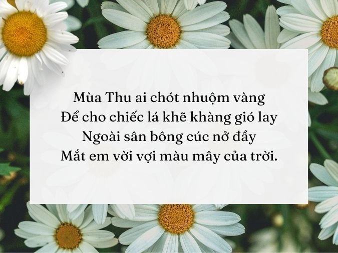 Chớm thu nhẹ bay hoa cúc đầu ngõ