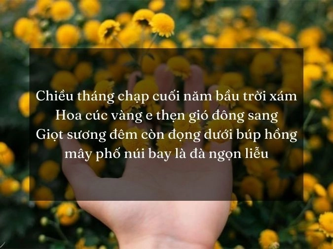Chiều vương vấn nỗi nhớ màu hoa cúc