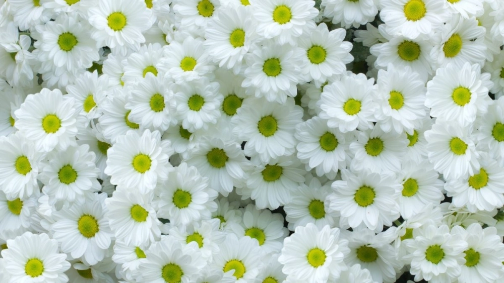 Ai lắng nghe những lời tâm sự của hoa cúc