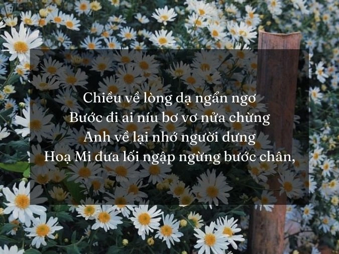 Mỏng manh như em là cúc họa mi