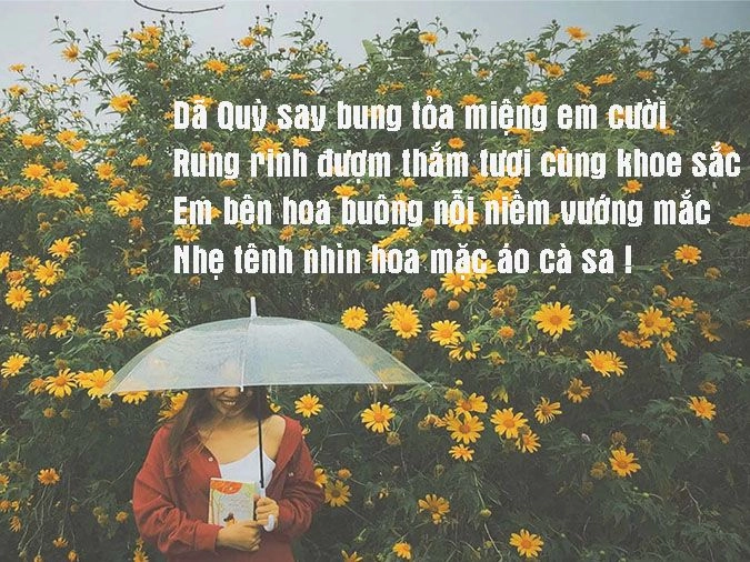 Thơ về hoa dã quỳ gợi nhớ lại mùa hoa dã quỳ ngập trời