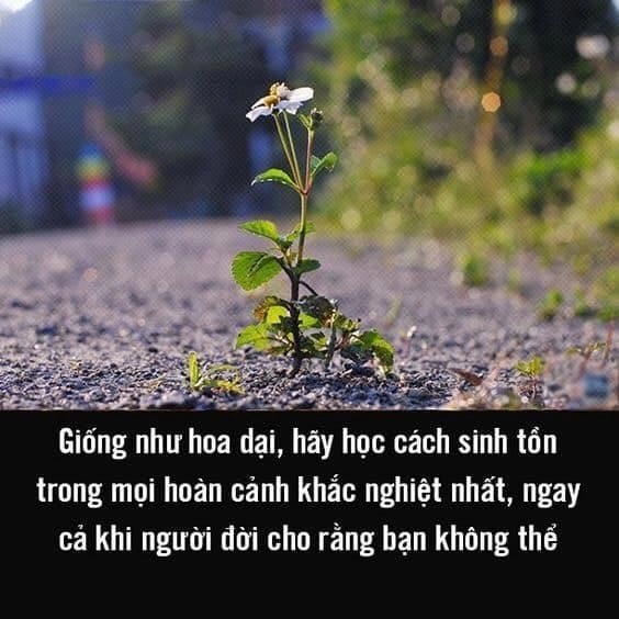 Gió nâng nhẹ cánh hoa dại ven đồi