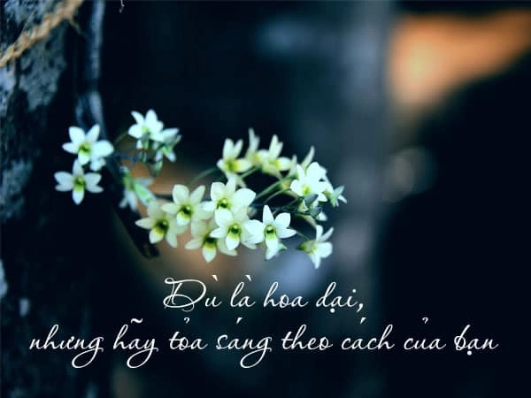 Em dịu dàng như bông hoa dại đồng xưa