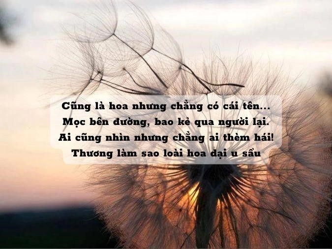 Lặng thầm trao nhau tình hoa cỏ dại ngây thơ