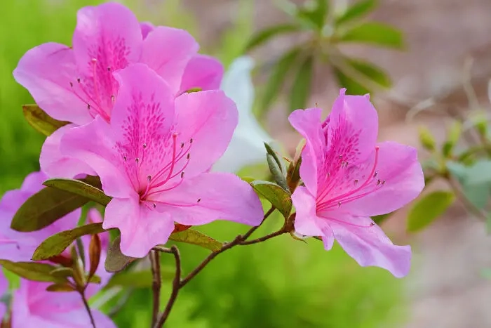Lòng ai nghe Đỗ Quyên giục buồn day dứt