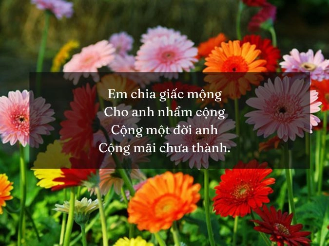 Thơ về hoa đồng tiền gửi lời ru anh qua gió thu