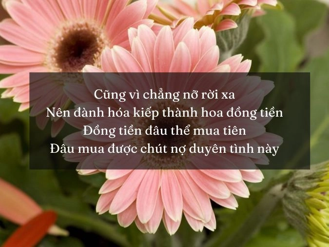 Thơ về hoa đồng tiền gói trọn cảm xúc trong hoa tình