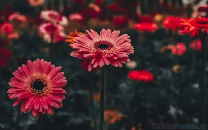 Nhớ một mùa xưa qua hoa đồng tiền 4 lặng lẽ