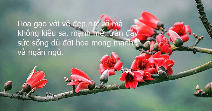 Hoa gạo rơi thắp đỏ thơ về hoa gạo ký ức tháng ba