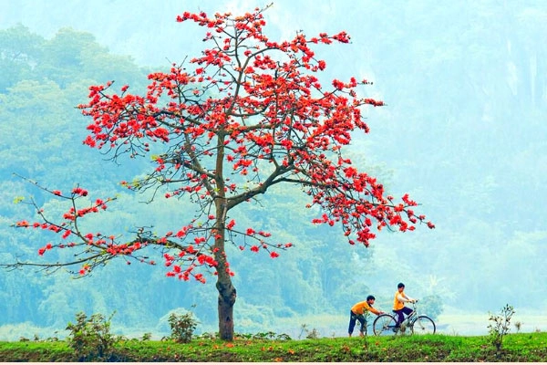 Cảm xúc mùa hoa gạo đong đầy trong thơ về hoa gạo tháng ba