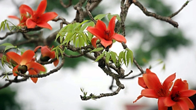 Khúc giao mùa ngân vang trong thơ về hoa gạo rực rỡ
