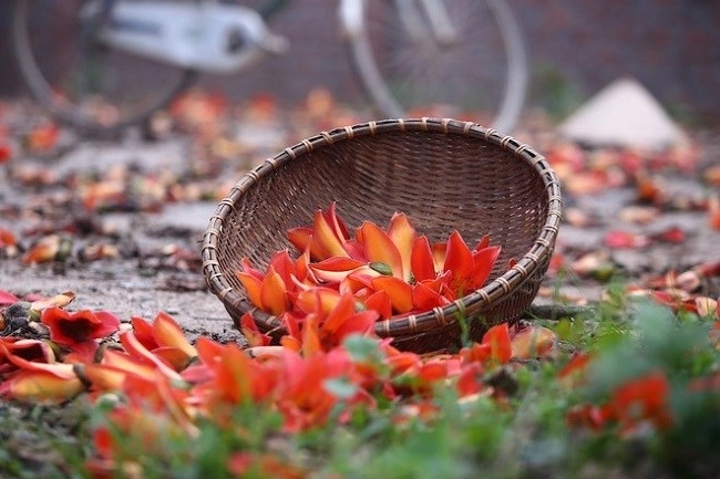Ta lại về nhặt hoa gạo tháng ba cùng dòng thơ về hoa gạo đỏ