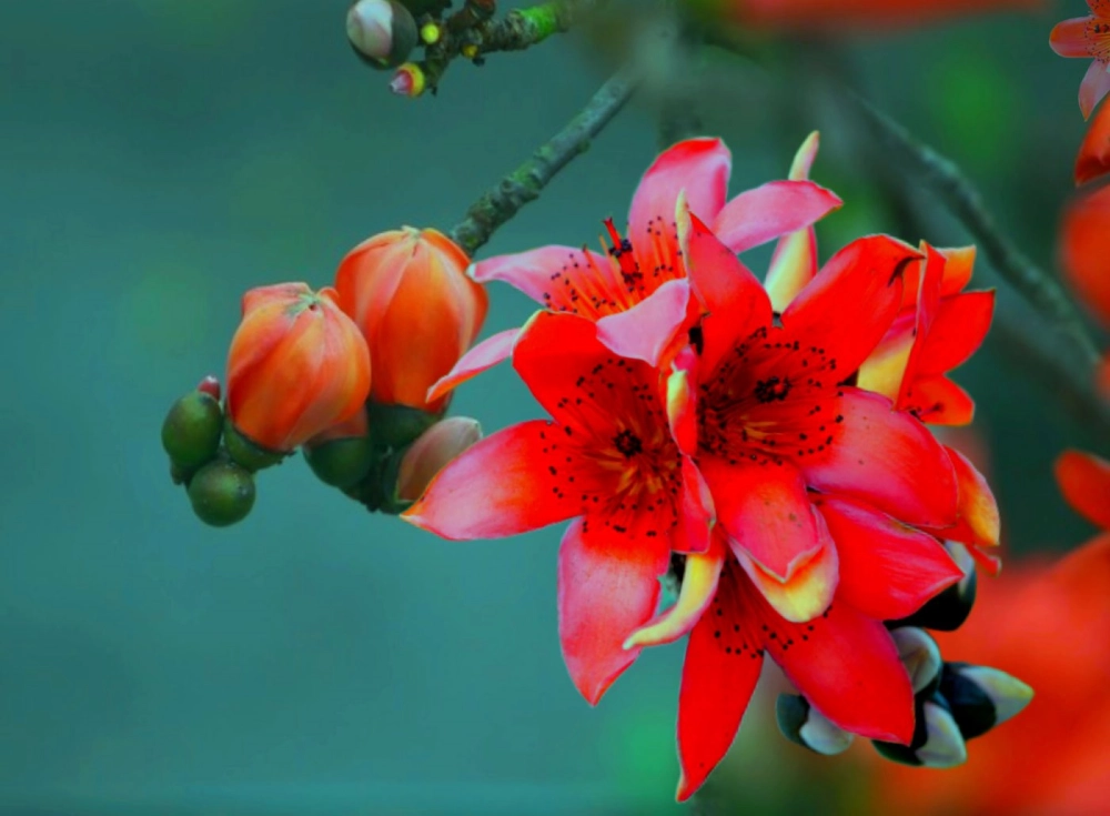Tình nhớ theo từng cánh hoa trong thơ về hoa gạo tháng ba