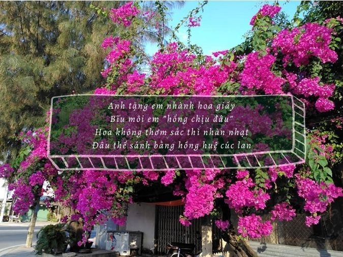 Trở về con ngõ cũ có hoa giấy nhà em rực nắng