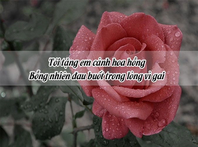 Lặng nghe hồn hoa hồng ngân vang giữa đêm yên tĩnh