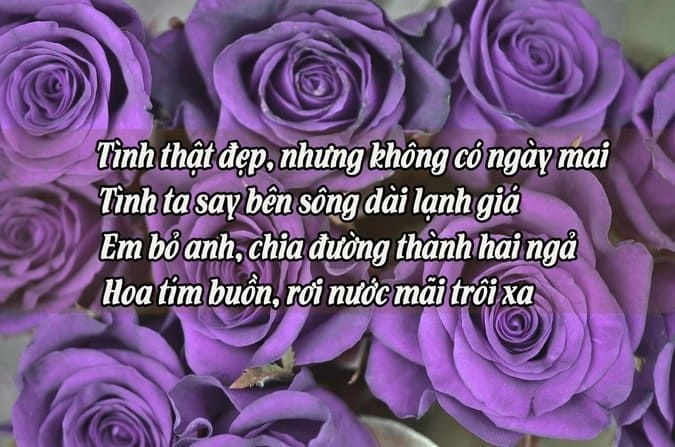 Nhìn hoa hồng tím lòng bỗng chợt lặng đi đôi chút