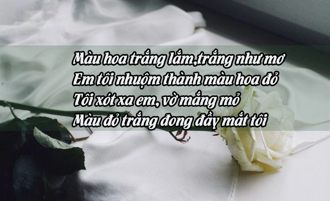 Nhớ hoa hồng trắng và em dưới cơn mưa nhè nhẹ
