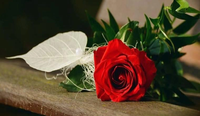 Hoa hồng dâng mẹ ngập tràn yêu thương qua thơ về hoa hồng