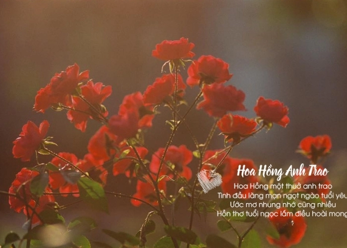 Hoa hồng từng cánh rớt rơi hóa thành lời thơ về hoa hồng mong manh