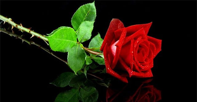 Hương hoa hồng thoảng qua mỗi dòng thơ về hoa hồng yêu kiều