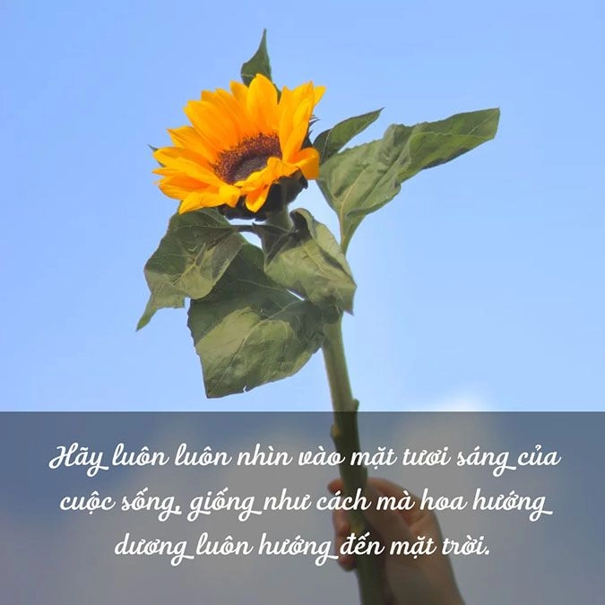Lời thơ dịu êm viết về em những đóa hướng dương